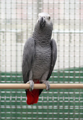 african gray parrot