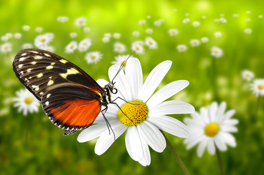 Schmetterling 99