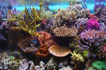 Wall murals Coral reefs corals