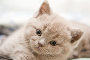 Cute British Kitten