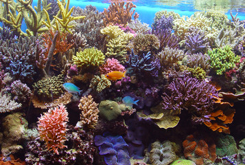 marine aquarium corals
