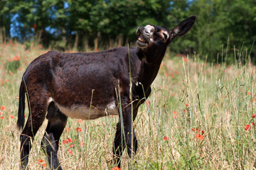 Esel in Italien auf vertrockneter Wiese
