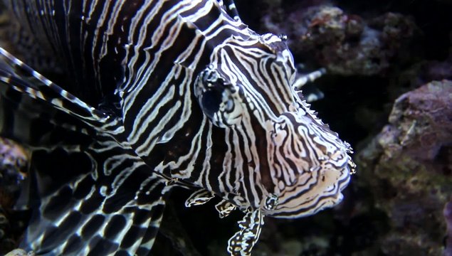 Giftige Meeresbewohner, der  Zebra Zwergfeuerfisch