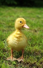 small duck