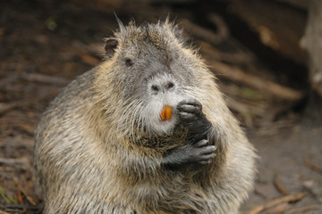 Nutria