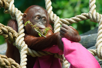 cute baby orangutan © Eric Gevaert