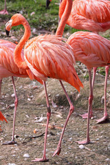 Caribbean Flamingo (phoenicopterus ruber)