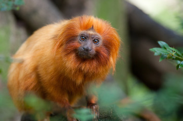 Obraz premium golden lion tamarin