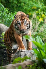 Crédence de cuisine en verre imprimé Tigre Tigre de Sumatra