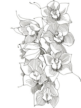 picture orchid,monochrome image