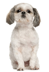 Shih Tzu, 2 and a half years old, sitting