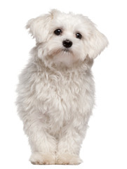 Maltese puppy, 9 month old, standing