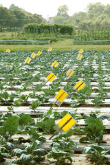 vegetable farm research
