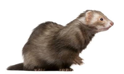 Ferret, 3 years old, sitting in front of white background