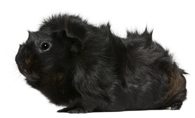 Black guinea pig, 3 years old, in front of white background