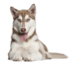 Siberian Husky puppy, 4 months old, lying
