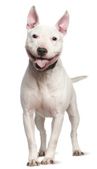 Naklejka premium Staffordshire Bull Terrier, 4 years old, standing