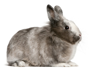 Rabbit, 11 months old, sitting in front of white background