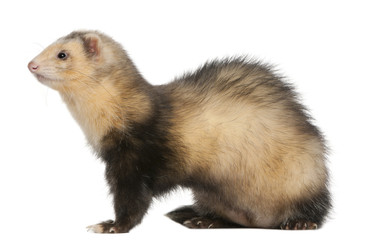 Ferret, 6 months old, in front of white background