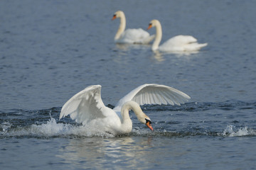 Schwan