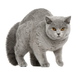 British Shorthair Cat, 8 months old, walking