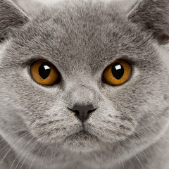 Close-up of British Shorthair Cat, 8 months old