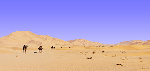 Fototapeta na wymiar Wielbłądy na pustyni