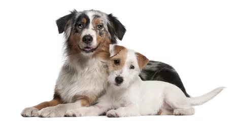 Tableaux ronds sur plexiglas Anti-reflet Chien Australian Shepherd dog and Parson Russell Terrier puppy lying