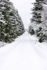 Obraz premium Winter road