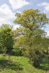 Obraz premium Footpath through a pasture