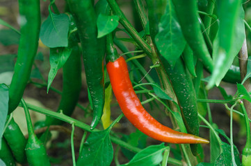 Chili
