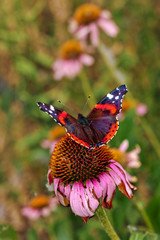 butterfly on a flower