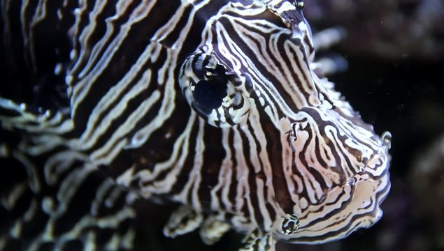 Nahaufnahme vom giftigen Zebra-Zwergfeuerfisch