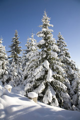 Fototapeta premium snow covered tree