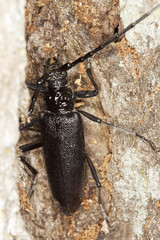 Great capricorn beetle (Cerambyx cerdo)