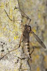Daddy longlegs