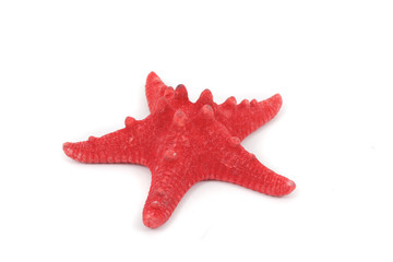 sea star