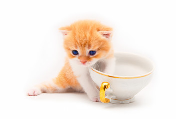 The nice red kitten plays with a white cup