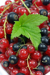 Johannisbeeren
