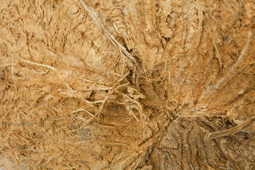 background of coconut