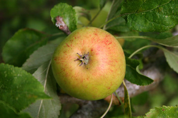 apple on tree