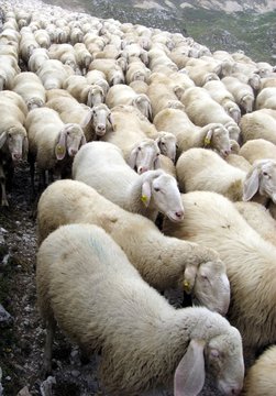 flock of sheep on a Pasubio 1