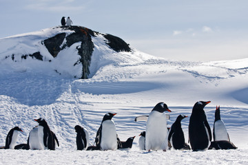 a large group of penguins