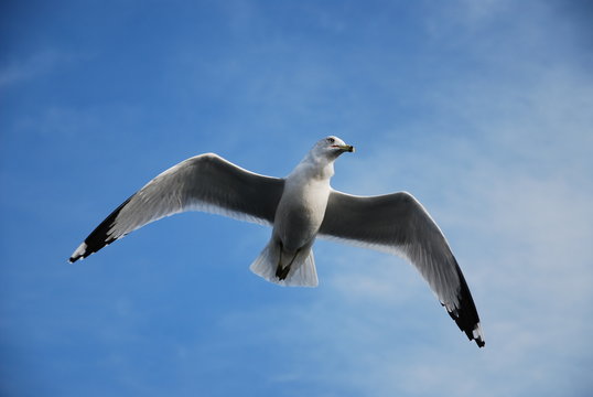 seagull