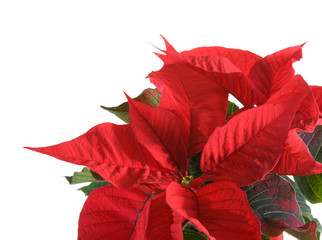 fresh beautiful green and red poinsettia