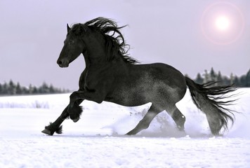 Friesian stallion gallop in winter