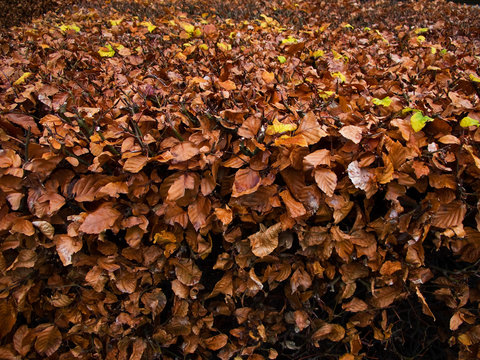beech autumn leaves
