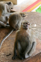 macaque monkey