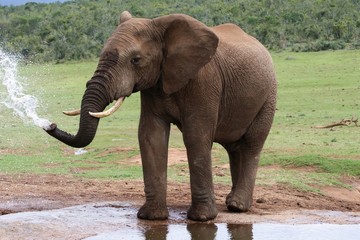 Fototapeta na wymiar Słoń afrykański w wodzie