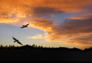 Aigles en vol au coucher du soleil